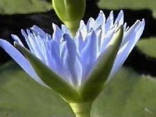 Blue Lotus